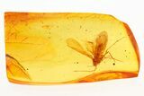 Detailed Fossil Caddisfly (Trichoptera) In Baltic Amber #284579-1